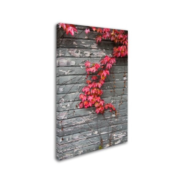 Kurt Shaffer 'Red Vine On Weathered Wood' Canvas Art,22x32